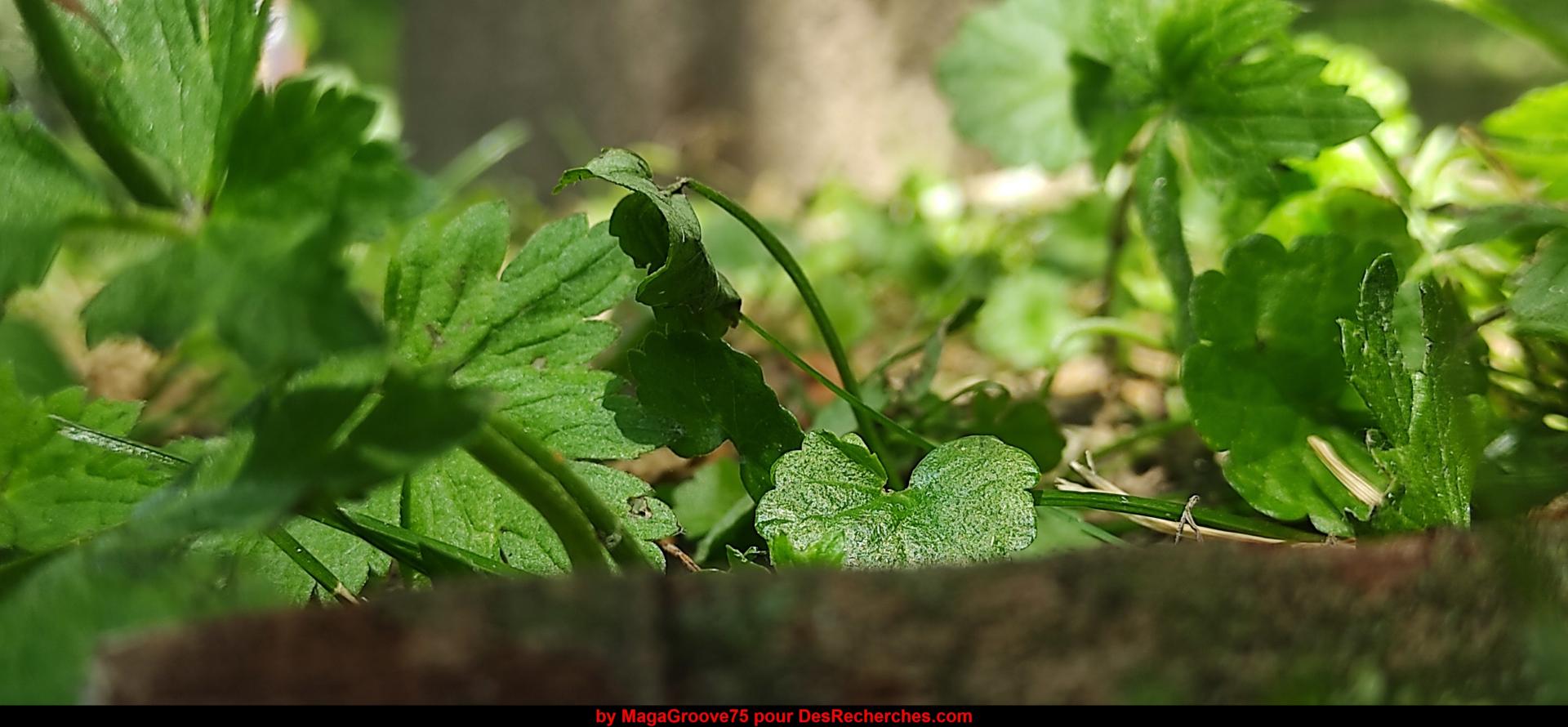 Plantation (1) Copyright